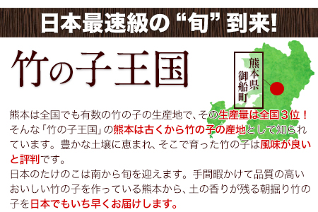 朝掘り竹の子 熊本県御船町産限定 約2kg(1本約500g-1200g前後)《4月