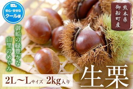 生栗 熊本県御船町産限定 約2kg(2L-Lサイズ) 期間限定 野菜 予約 スイーツ きんとん 甘露煮 渋皮煮 栗ご飯 熊本県御船町《9月上旬-10月中旬頃より順次出荷》