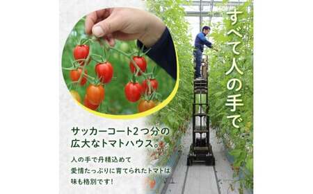 FK7-0207_ 嘉島町産アイコトマト3kg もぎたて 産地直送 産直 有機肥料 甘い フルーティー ミニトマト プチトマト リコピン 新鮮 フレッシュ サラダ 朝食 野菜 食品