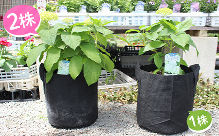 FKK19-883_【先行予約】アナベル 栽培セット(2株) 花 はな ガーデニング フラワー アジサイ 紫陽花 インテリア 観葉植物 観賞用 鉢植え 苗