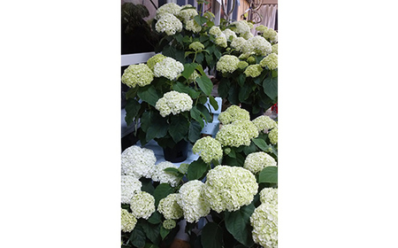 FKK19-883_【先行予約】アナベル 栽培セット(2株) 花 はな ガーデニング フラワー アジサイ 紫陽花 インテリア 観葉植物 観賞用 鉢植え 苗