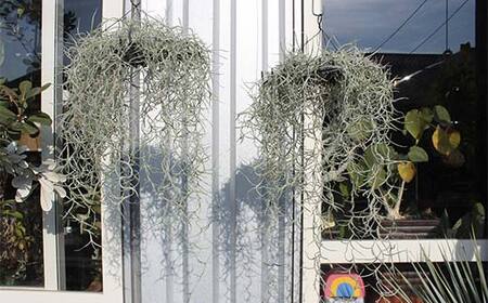 FK7-0189_エアープランツ ウスネオイデス オリジナル吊り下げ器具付き 観葉植物 植物 プラント 園芸 ガーデニング インテリア