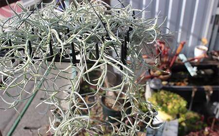 FK7-0189_エアープランツ ウスネオイデス オリジナル吊り下げ器具付き 観葉植物 植物 プラント 園芸 ガーデニング インテリア