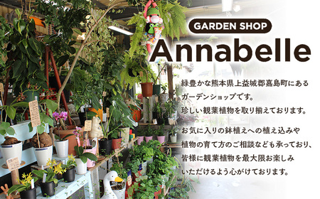 FK7-0189_エアープランツ ウスネオイデス オリジナル吊り下げ器具付き 観葉植物 植物 プラント 園芸 ガーデニング インテリア