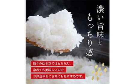 FK7-0222_【令和7年度産】嘉島町のおいしいお米（くまさんの輝き/白米） 5kg