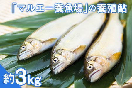 「マルエー養魚場」の養殖鮎 約3kg(30-45尾前後)冷凍 あゆ 熊本県 嘉島町 旬《30日以内に順次出荷(土日祝除く)》