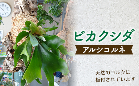 Fkk19 323 癒しの観葉植物コウモリランコルク板付 アルシコルネ 花 植物 苗 ビカクシダ 数量限定 熊本県嘉島町 ふるさと納税サイト ふるなび