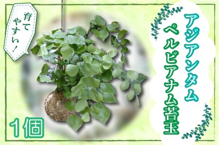 Av030 珍しい 観葉植物 アジアンタム ペルビアナム苔玉 数量限定 熊本県嘉島町 ふるさと納税サイト ふるなび