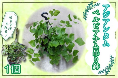 Av031 珍しい 観葉植物 アジアンタム ペルビアナム吊り鉢 数量限定 熊本県嘉島町 ふるさと納税サイト ふるなび