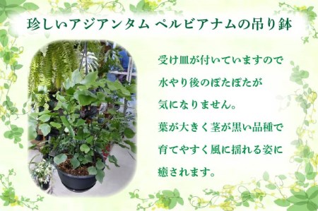 Av031 珍しい 観葉植物 アジアンタム ペルビアナム吊り鉢 数量限定 熊本県嘉島町 ふるさと納税サイト ふるなび