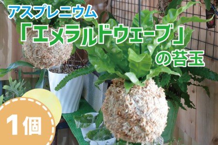 AV037_アスプレニウム『エメラルドウェーブ』の苔玉 観葉植物 シダ科