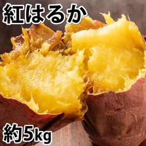紅はるか 秀品(約5kg)(益城町)【1586865】