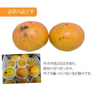 訳あり 太秋柿  約3kg【2026年10月下旬-11月下旬発送予定】(益城町)【1650957】
