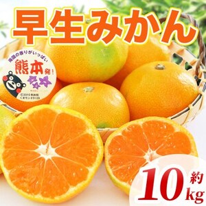 早生みかん 2S~2L 約10kg(益城町)【1725650】