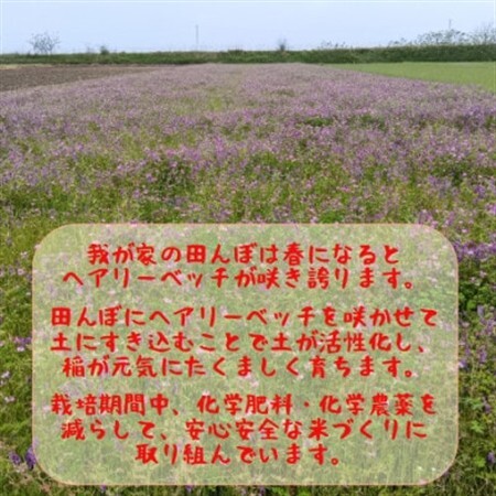 熊本県益城町産 単一原料米 令和7年産「ヒノヒカリ」5kg(5kg×1袋)【1728569】