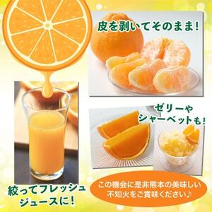 益城町産　不知火　約8kg【1425353】