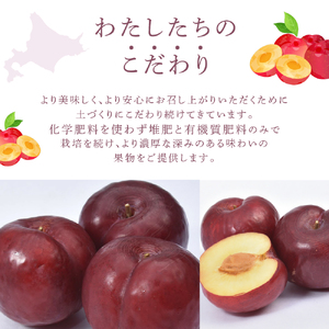 プラム 北海道 いくみ 1kg 大橋さくらんぼ園 フルーツ 果物 秋 プラム 北海道 いくみ 1kg 大橋さくらんぼ園 フルーツ 果物 秋