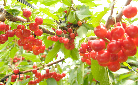 さくらんぼ 160g×3パック + さくらんぼパイ 冷凍 セット 大橋さくらんぼ園 チェリーパイ チェリー パイ フルーツ 果物 スイーツ 取り寄せ お菓子 菓子 焼き菓子 洋菓子 ケーキ デザート おやつ 旬のフルーツ 旬の果物 サクランボ 北海道 芦別市