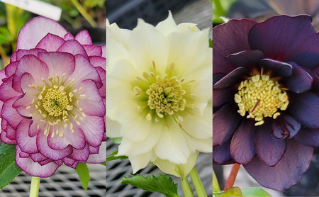 【数量限定】北海道芦別市 石黒花園 クリスマスローズ ダブル 2鉢 色・形おまかせ