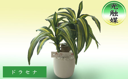 光触媒 造花 ドラセナ 約25cm 観葉植物 フェイクグリーン 抗菌 浄化 消