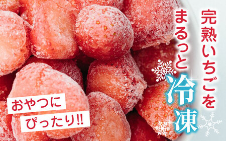 【数量限定】 冷凍 いちご 計1.5kg ( 500g × 3P ) 農園直送 産地直送 熊本県産 山都町産 イチゴ 苺 ストロベリー フルーツ 果物 冷凍いちご 【なかはた農園】[YBI005]