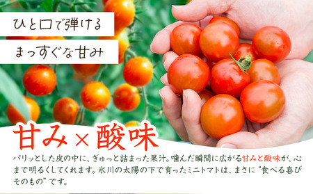 ミニトマト 約1kg 氷川アグリクラブ トマト 熊本《2月上旬-4月末頃出荷》熊本県 氷川町 野菜 熊本県産 サラダ プチトマト 国産