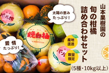 柑橘詰め合わせセット(5種類・10kg以上) 《12月上旬-2月末頃より順次