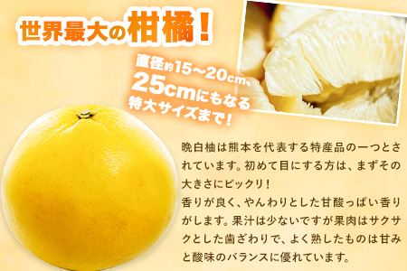 山本果樹園の晩白柚 2玉（Lサイズ） 《12月中旬-3月中旬頃出荷予定》果物 フルーツ ザボン 熊本 特産品