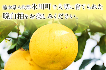 山本果樹園の晩白柚 2玉（2Lサイズ） 山本果樹園《12月中旬-3月中旬頃出荷予定》果物 フルーツ ザボン 熊本 特産品