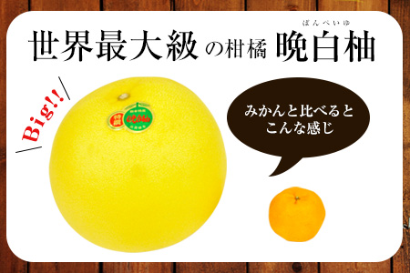 作村果樹園の晩白柚 4玉(2Lサイズ) 《12月下旬-1月末頃出荷》果物 フルーツ ザボン 熊本 特産品