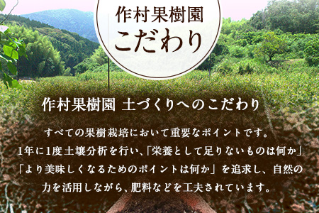 作村果樹園の晩白柚 4玉(2Lサイズ) 《12月下旬-1月末頃出荷》果物 フルーツ ザボン 熊本 特産品