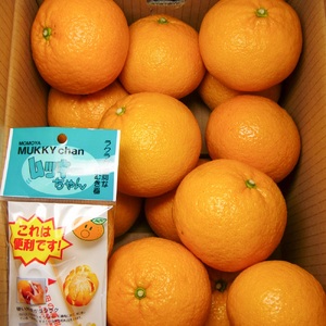 B236-14 マルタの甘夏みかん約10kg