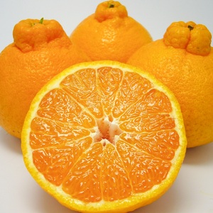 B238-15 無加温ハウス栽培　トップオレンジ（不知火）約3ｋｇ