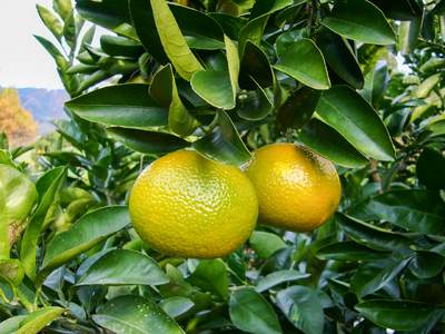 B343-08 スイートスプリング 2L 約5㎏