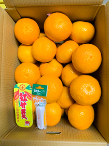 B359-08 紅甘夏　優L　12玉