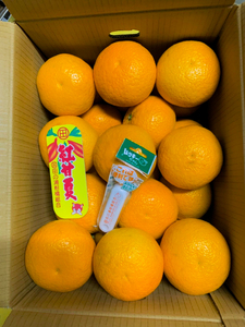 B360-15 紅甘夏　優2L　約１０kg