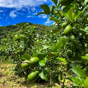 B230-13 グリーンレモン【秀品】(約3kg)