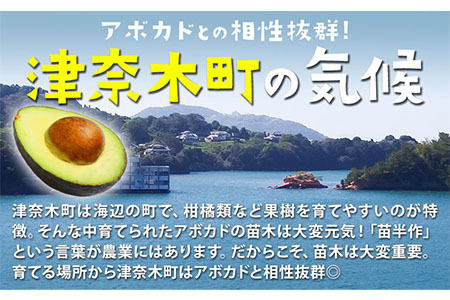 アボカド苗木 5~6号ポット《30日以内に出荷予定(土日祝除く)》熊本県 津奈木町 南興ファーム アボカド 苗木 農業 ベーコン種 アボカドサンド ちらし寿司 野菜炒め 熱帯果樹栽培 パッションフルーツ 産地直送 送料無料