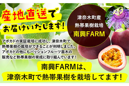 アボカド苗木 5~6号ポット《30日以内に出荷予定(土日祝除く)》熊本県 津奈木町 南興ファーム アボカド 苗木 農業 ベーコン種 アボカドサンド ちらし寿司 野菜炒め 熱帯果樹栽培 パッションフルーツ 産地直送 送料無料