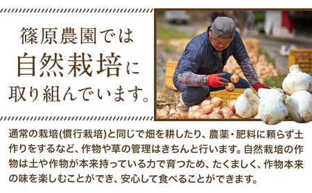 玉ねぎ 節減対象農薬 当地比5割減 サラダ玉ねぎ (中サイズ) 5kg《4月上旬-5月下旬頃出荷》熊本県 葦北郡 津奈木町 篠原農園 野菜 たまねぎ 自然栽培 大小サイズ混合