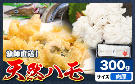 ハモ 肉厚ハモ 300g《7月上旬-9月末頃出荷》