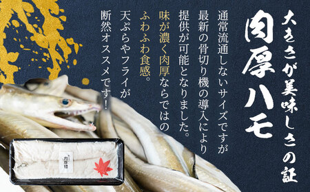 ハモ 肉厚ハモ 300g《7月上旬-9月末頃出荷》