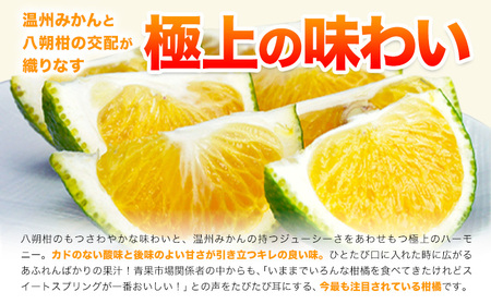 スイートスプリング 7.5kg 《12月下旬～1月下旬出荷》