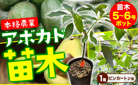 アボカド苗木 5～6号ポット ピンカートン種《30日以内に出荷予定(土日祝除く)》熊本県 津奈木町 南興ファーム アボカド 苗木 農業 ベーコン ピンカートン アボカドサンド ちらし寿司 野菜炒め 熱帯果樹栽培 産地直送 送料無料