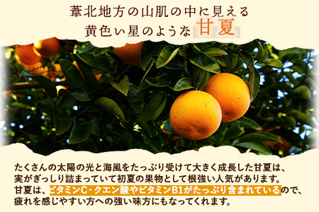 缶詰甘夏缶詰10缶入り