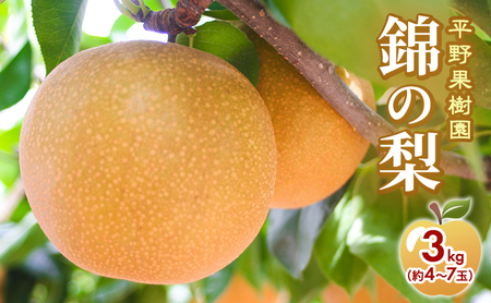 梨 先行予約 3kg 平野果樹園 錦の梨 清流錦 2026年発送 フルーツ 果物 デザート 配送不可：離島 