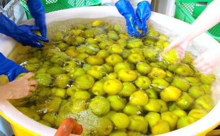 リキュール 飲み比べ セット 桃楽園 梨幸園 各500ml お酒 洋酒 家飲み 晩酌 本格米焼酎仕込み 芳醇な香り まろやか 桃リキュール 香り豊か 梨の風味 梨リキュール 