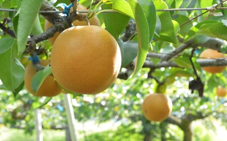 リキュール 飲み比べ セット 桃楽園 梨幸園 各500ml お酒 洋酒 家飲み 晩酌 本格米焼酎仕込み 芳醇な香り まろやか 桃リキュール 香り豊か 梨の風味 梨リキュール 