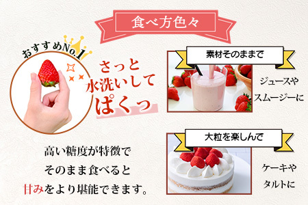 【先行予約】熊本県産 いちご【ひのしずく】約520g(260g×2パック) 坂下農園 産地直送 国産 新鮮 フレッシュ 果物 苺 イチゴ フルーツ 103-0005