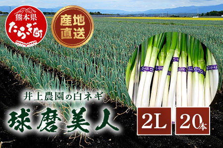 【先行予約】井上農園の白ネギ 「球磨美人」 2Lサイズ×20本 【2024年11月中旬より順次発送】 白ネギ 白葱 ネギ 長ネギ 長葱 ねぎ 鍋 薬味 冬野菜 国産 114-0501